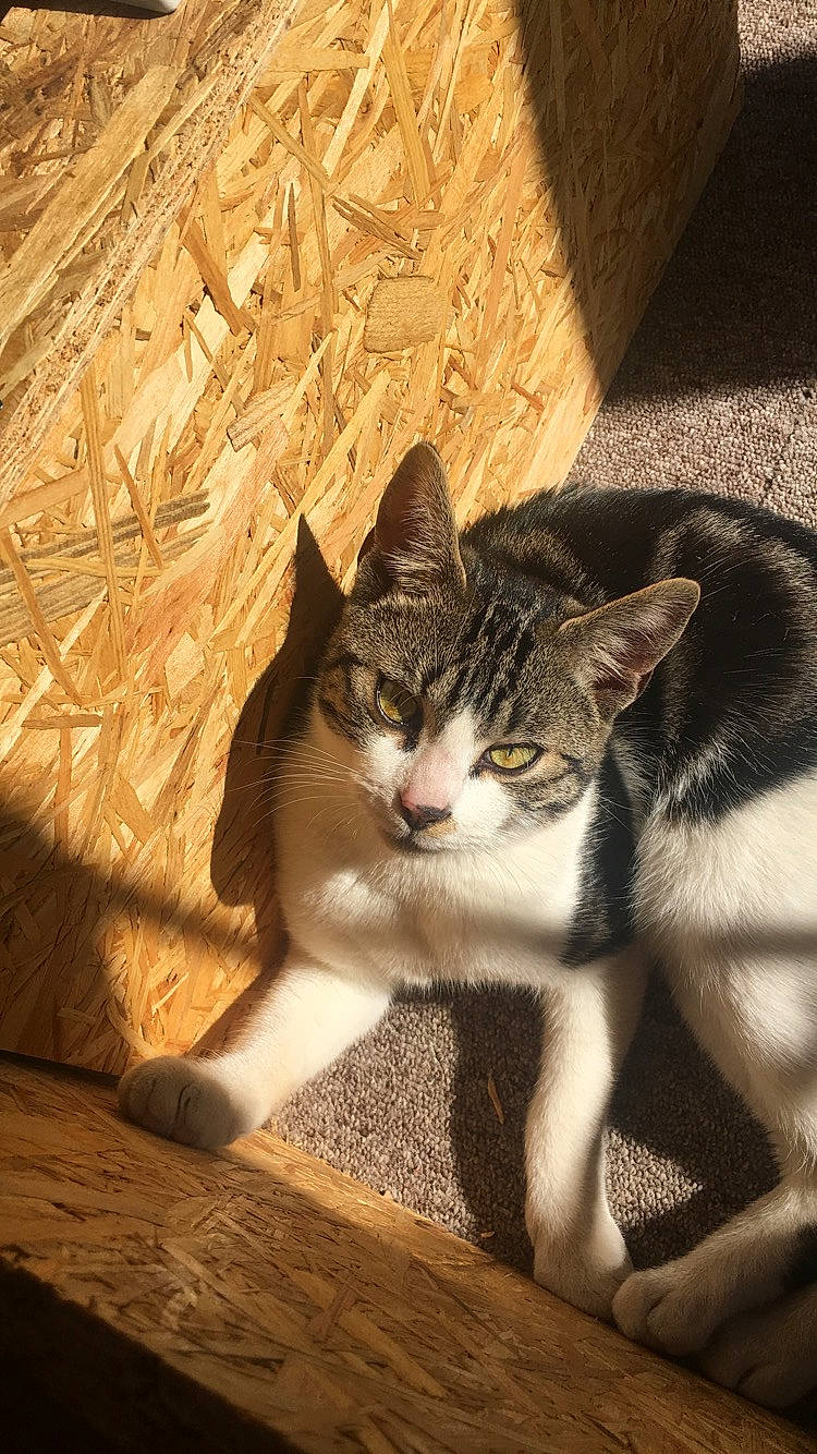 Stitch participe au concours pour gagner de l'argent avec cette photo : aegean_cat, american_wirehair, asian, carnivore, cat, domestic_short_haired_cat, dragon_li, european_shorthair, felidae, kitten, mammal, small_to_medium_sized_cats, tabby_cat, tail, whiskers, wild_cat