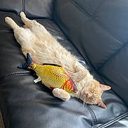 Simon joined the competition — help win amazing prizes! cat, sleeping, plush_toy, fish_toy, couch, leather, indoor, pet, relaxed, fur, cream_colored, cozy, soft_light, napping, animal, cute, claws, whiskers, ears, home