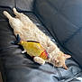 cat, sleeping, plush_toy, fish_toy, couch, leather, indoor, pet, relaxed, fur, cream_colored, cozy, soft_light, napping, animal, cute, claws, whiskers, ears, home