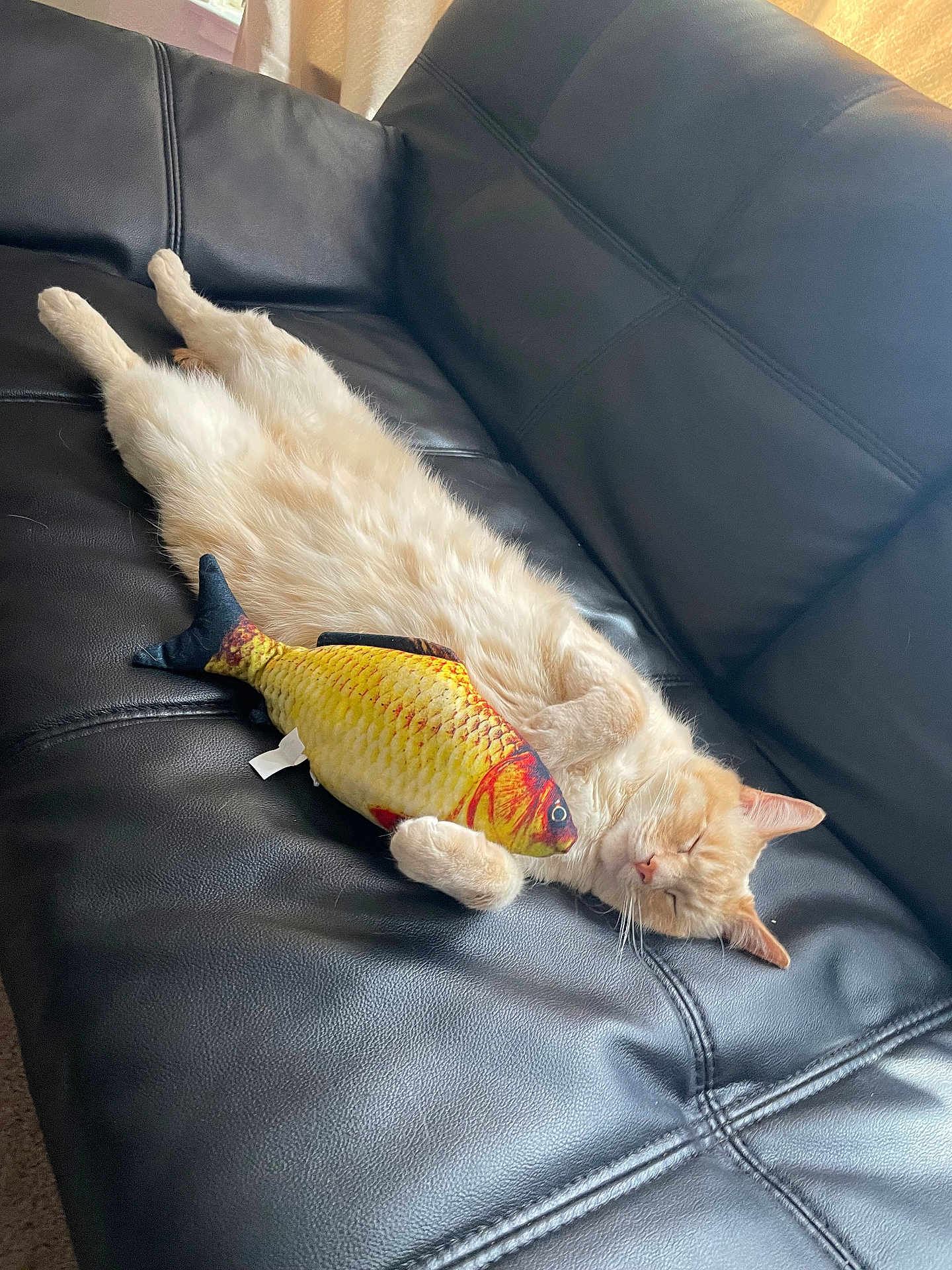 Simon joined the competition — help win amazing prizes! cat, sleeping, plush_toy, fish_toy, couch, leather, indoor, pet, relaxed, fur, cream_colored, cozy, soft_light, napping, animal, cute, claws, whiskers, ears, home