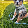 animal, collar, cute, dog, ears, fluffy, garden_hose, grass, greenery, harness, outdoor, park, pet, puppy, sitting, snout, sunlight, tag, tricolor, young