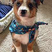 Jasper is registered to the contest to win money with this photo: puppy, dog, bandana, blue_bandana, carpet, indoor, pet, cute, small_dog, fur, ears, animal, pet_bed, paw_prints, toy, adorable, sitting, looking_up, young_dog, fluffy