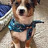 puppy, dog, bandana, blue_bandana, carpet, indoor, pet, cute, small_dog, fur, ears, animal, pet_bed, paw_prints, toy, adorable, sitting, looking_up, young_dog, fluffy