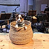 acoustic_panels, basket, brown, cable, collar, curious, dog, drum_set, ears, face, guitar, indoor, microphone, music_stand, music_studio, musical_instruments, pet, puppy, white, wooden_table