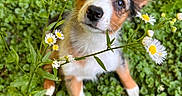 Jasper joined the competition — help win amazing prizes! puppy, dog, flower, greenery, grass, outdoor, nature, cute, pet, ears, nose, white, brown, black, small, young, animal, face, closeup, curious