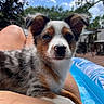 Jasper is registered to the contest to win money with this photo: puppy, dog, legs, outdoor, sky, clouds, pool, water, summer, relaxing, fur, ears, snout, whiskers, person, nature, daytime, closeup, pet, backyard