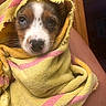 Jasper joined the competition — help win amazing prizes! puppy, dog, towel, yellow, pink_stripes, wrapped, cute, pet, indoor, wooden_background, closeup, face, snout, whiskers, fur, eyes, looking_up, cozy, warm, soft_lighting