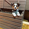 animal, container, curious, cute, dog, domestic_animal, ears, face, floor, fur, harness, indoor, looking, paws, pet, puppy, tricolor, wood, wooden_crate, young
