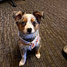 animal, bandana, canine, carpet, collar, curious, cute, dog, domestic_animal, ears, floor, fur, indoor, looking_up, office, pet, puppy, sitting, small_dog, young_dog