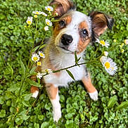 Jasper is registered to the contest to win money with this photo: puppy, dog, flower, daisy, greenery, grass, clover, outdoor, nature, cute, pet, animal, fur, ears, nose, eyes, plant, spring, young, garden