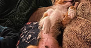 Jasper joined the competition — help win amazing prizes! blanket, carpet, comfort, cozy, cute, dog, fur, furniture, home, indoor, nap, paw, pet, puppy, relaxing, resting, sleeping, table, toy, warm