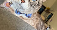 Vivi is registered to the contest to win money with this photo: animal, blanket, blue_eyes, bowtie, cat, closeup, collar, cozy, cute, domestic_cat, feline, fur, home, indoor, looking_at_camera, pet, portrait, relaxing, tabby, whiskers