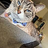 animal, blanket, blue_eyes, bowtie, cat, closeup, collar, cozy, cute, domestic_cat, feline, fur, home, indoor, looking_at_camera, pet, portrait, relaxing, tabby, whiskers