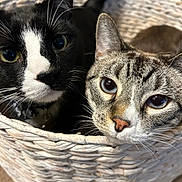 Vivi joined the competition — help win amazing prizes! animal, basket, black_and_white_cat, blue_eyes, cat, cats, closeup, cozy, curious, cute, domestic_animal, feline, fur, indoor, pet, portrait, resting, snuggling, tabby_cat, whiskers