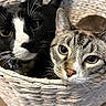 animal, basket, black_and_white_cat, blue_eyes, cat, cats, closeup, cozy, curious, cute, domestic_animal, feline, fur, indoor, pet, portrait, resting, snuggling, tabby_cat, whiskers
