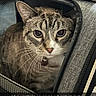 adventure, animal, backpack, blue_eyes, carpet, cat, close_up, companion, curious, cute, domestic_animal, fabric, feline, gray, indoor, pet, soft_lighting, tabby_cat, whiskers, zipper