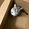 animal, box, cardboard_box, cat, collar, curious, cute, domestic_animal, ears, feline, fur, home, indoor, looking_up, paws, pet, sitting, striped, tail, whiskers