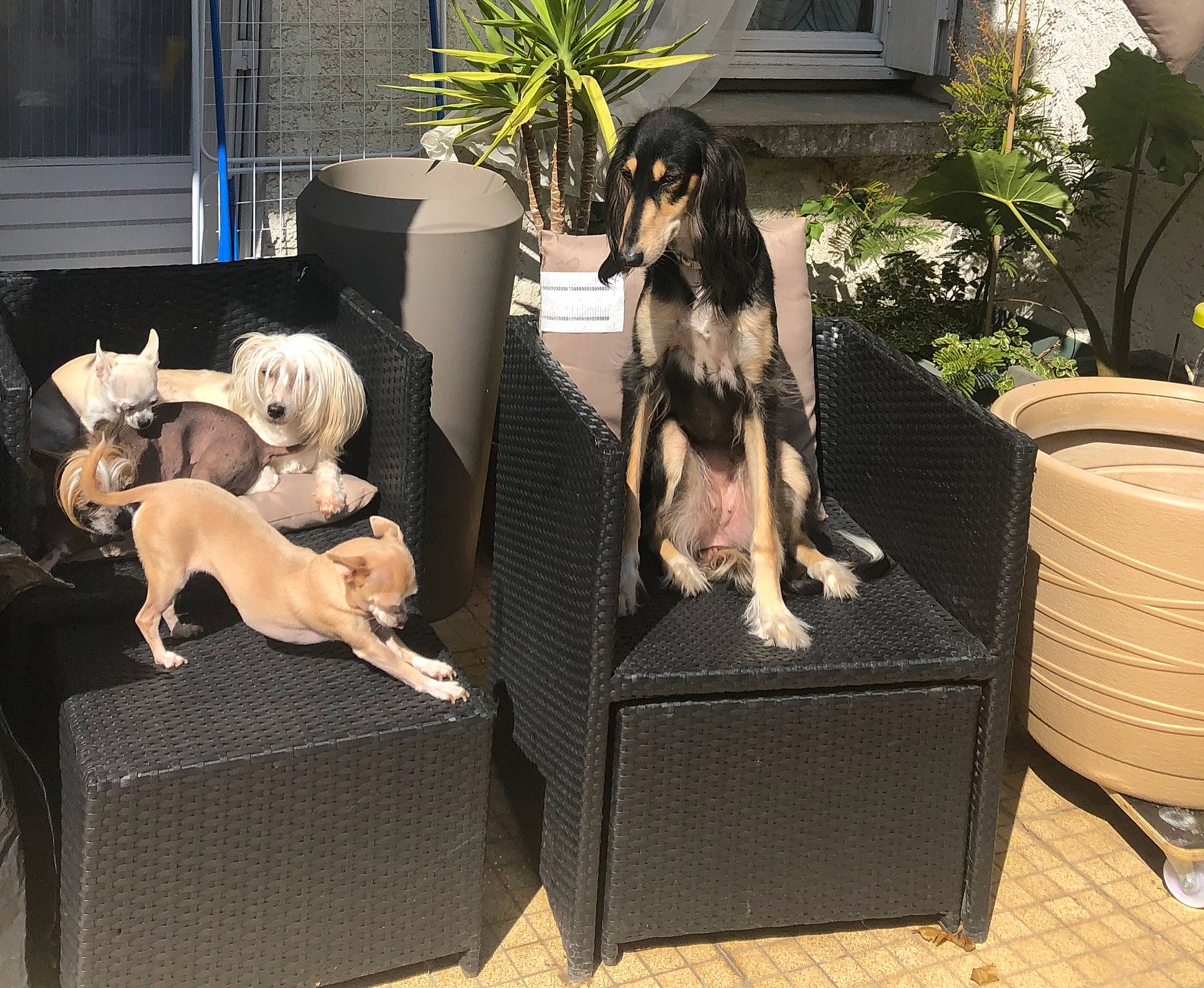 Layla participe au concours pour gagner de l'argent avec cette photo : canidae, carnivore, companion_dog, dog, dog_breed, guard_dog, sporting_group, table