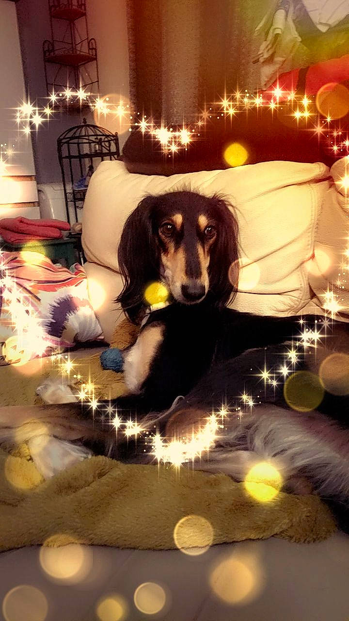 Layla participe au concours pour gagner de l'argent avec cette photo : afghan_hound, canidae, carnivore, companion_dog, dachshund, dog, dog_breed, hound, saluki, sporting_group