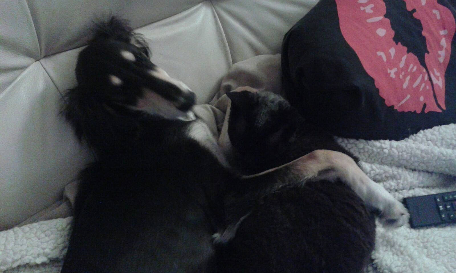 Layla participe au concours pour gagner de l'argent avec cette photo : border_collie, canidae, carnivore, companion_dog, dog, dog_breed, nap, non_sporting_group