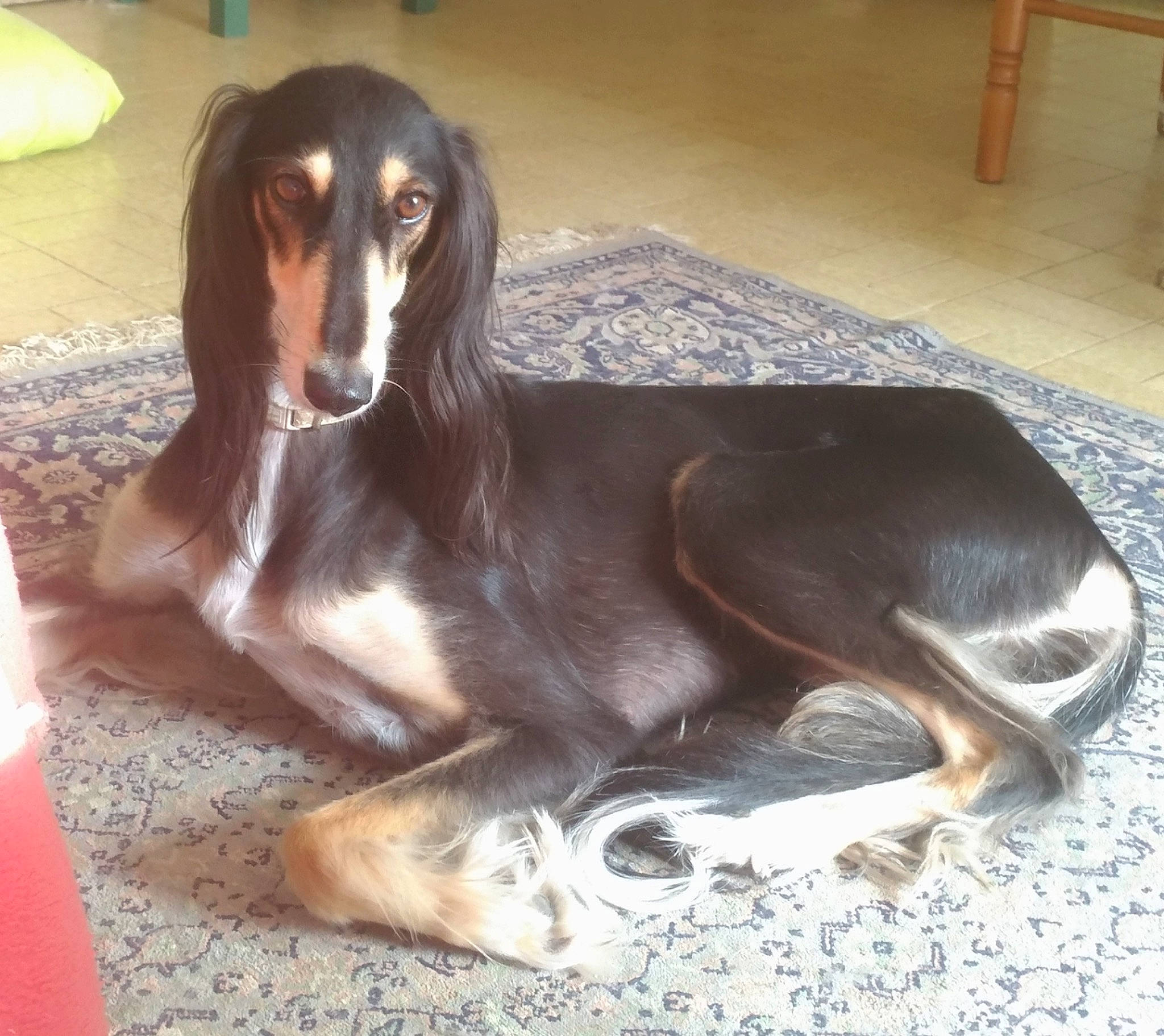 Layla participe au concours pour gagner de l'argent avec cette photo : afghan_hound, canidae, carnivore, companion_dog, dog, dog_breed, fawn, hortaya_borzaya, liver, mammal, mudhol_hound, rare_breed_dog, saluki, schweizer_laufhund, snout, vertebrate