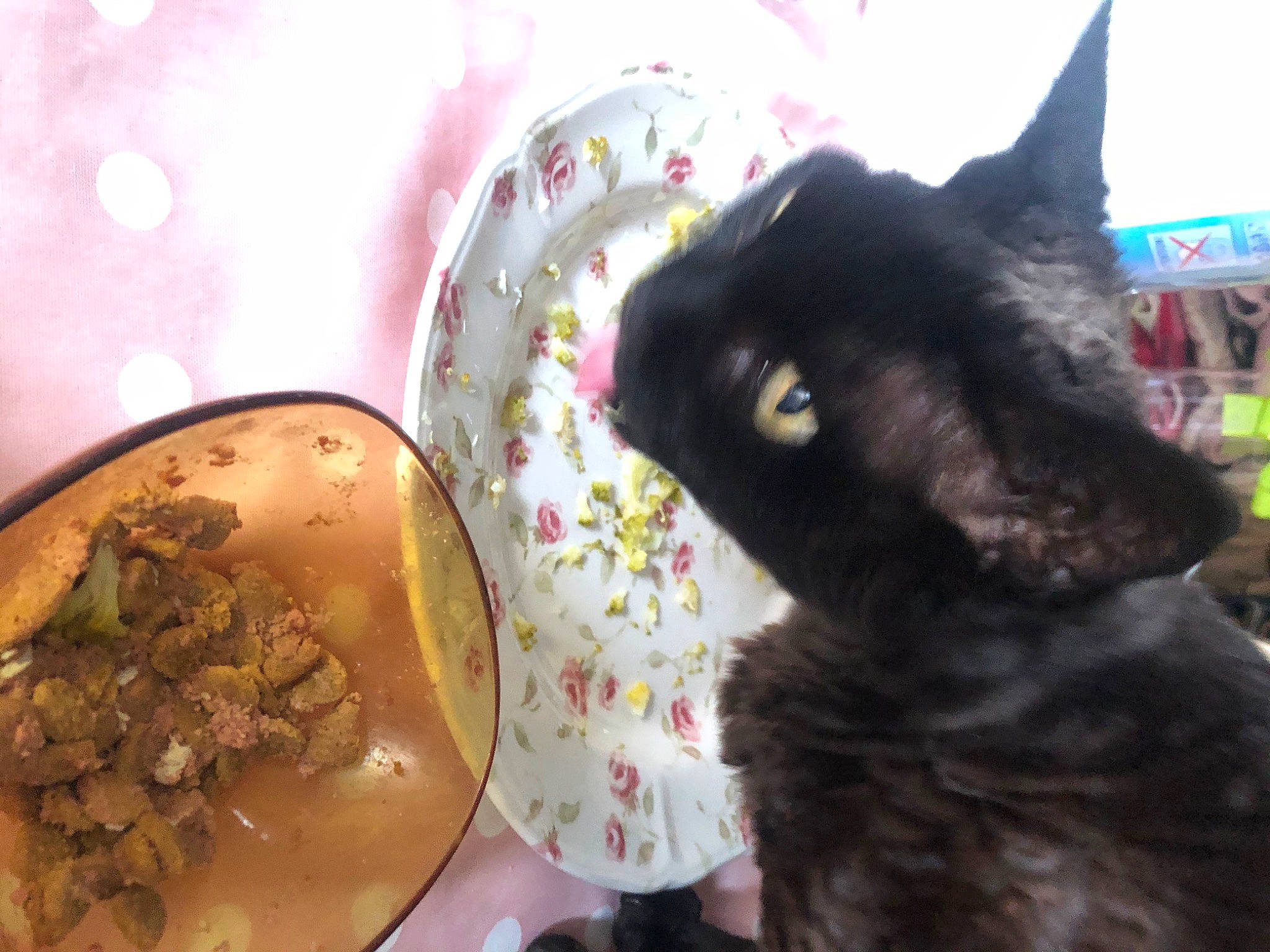 Smigol a rejoint le concours — aidez-le/la à gagner de superbes lots ! canidae, carnivore, cat, cuisine, dish, felidae, food, small_to_medium_sized_cats, sporting_group