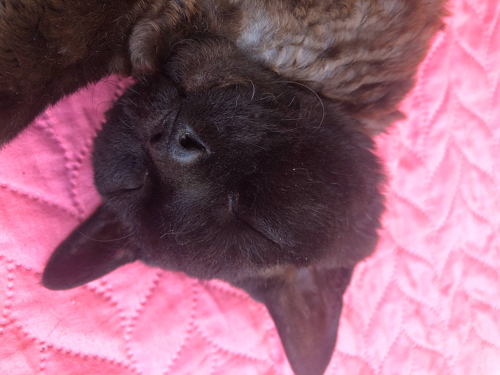 Smigol participe au concours pour gagner de l'argent avec cette photo : canidae, carnivore, cat, domestic_rabbit, fawn, fur, mammal, puppy, snout