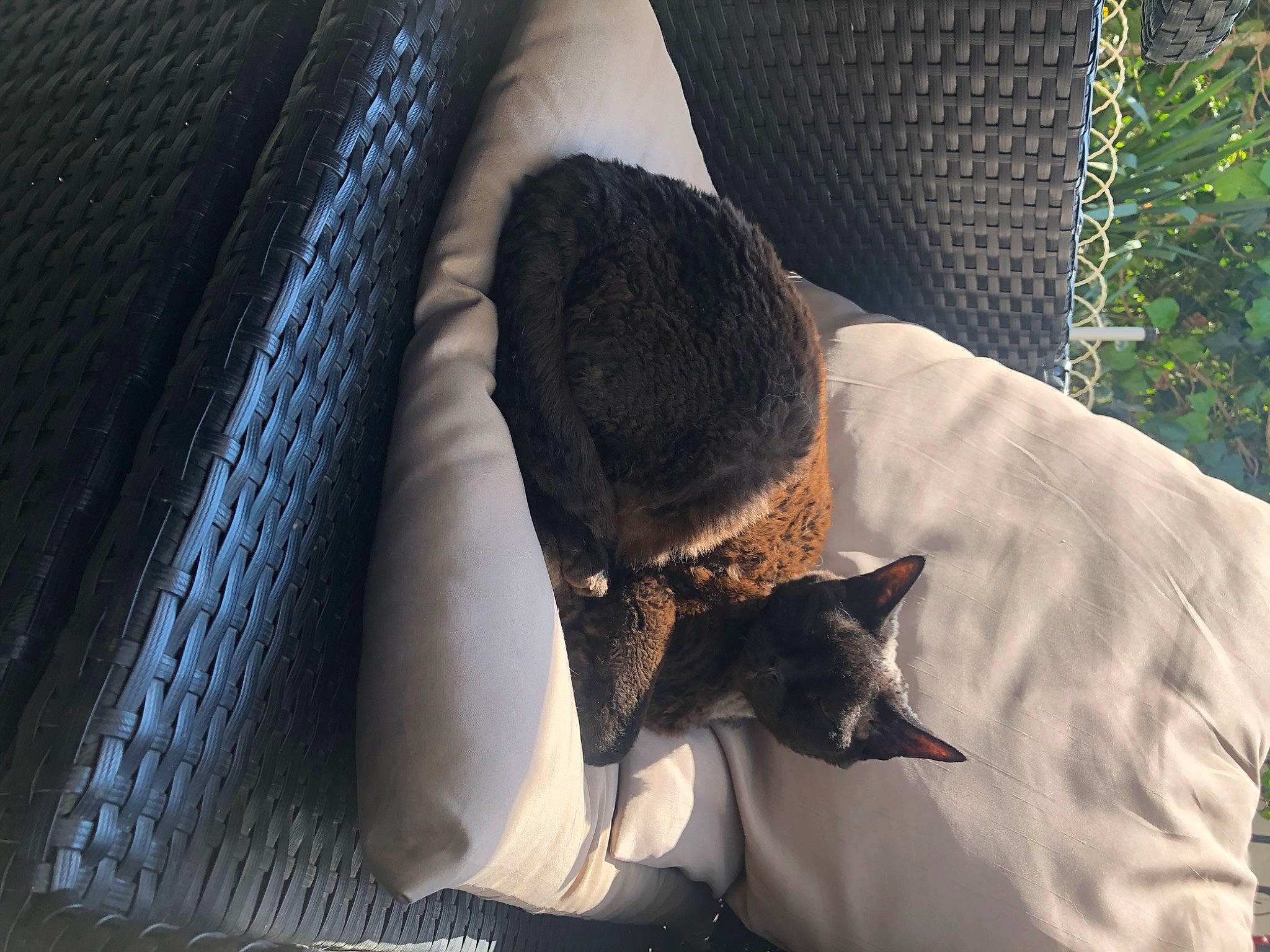 Smigol a rejoint le concours — aidez-le/la à gagner de superbes lots ! black_cat, carnivore, cat, comfort, ear, felidae, fur, nap, small_to_medium_sized_cats, tail, whiskers