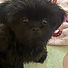Cash joined the competition — help win amazing prizes! puppy, dog, black_fur, fluffy, long_hair, small_dog, pet, animal, canine, portrait, close_up, eyes, nose, indoors, blanket, bed, cozy, dark_fur, sitting, cute