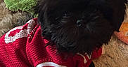 Cash is registered to the contest to win money with this photo: dog, black_dog, small_dog, fluffy, long_hair, pet, animal, portrait, closeup, sitting, red_sweater, clothing, stuffed_animals, plush_toys, blanket, carpet, indoor, cozy, cute, funny