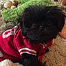 dog, black_dog, small_dog, fluffy, long_hair, pet, animal, portrait, closeup, sitting, red_sweater, clothing, stuffed_animals, plush_toys, blanket, carpet, indoor, cozy, cute, funny