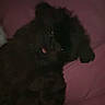 dog, black_dog, fluffy, curly_coat, pet, animal, sitting, indoor, bed, bedding, pink_background, low_light, portrait, dark, fur, tongue, eyes, canine, home, cute