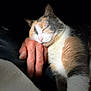 cat, calico_cat, sleeping, hand, human_hand, fur, pet, animal, closeup, resting, cozy, warm_light, shadow, soft_texture, indoor, companion, relaxation, cute, peaceful, snuggle