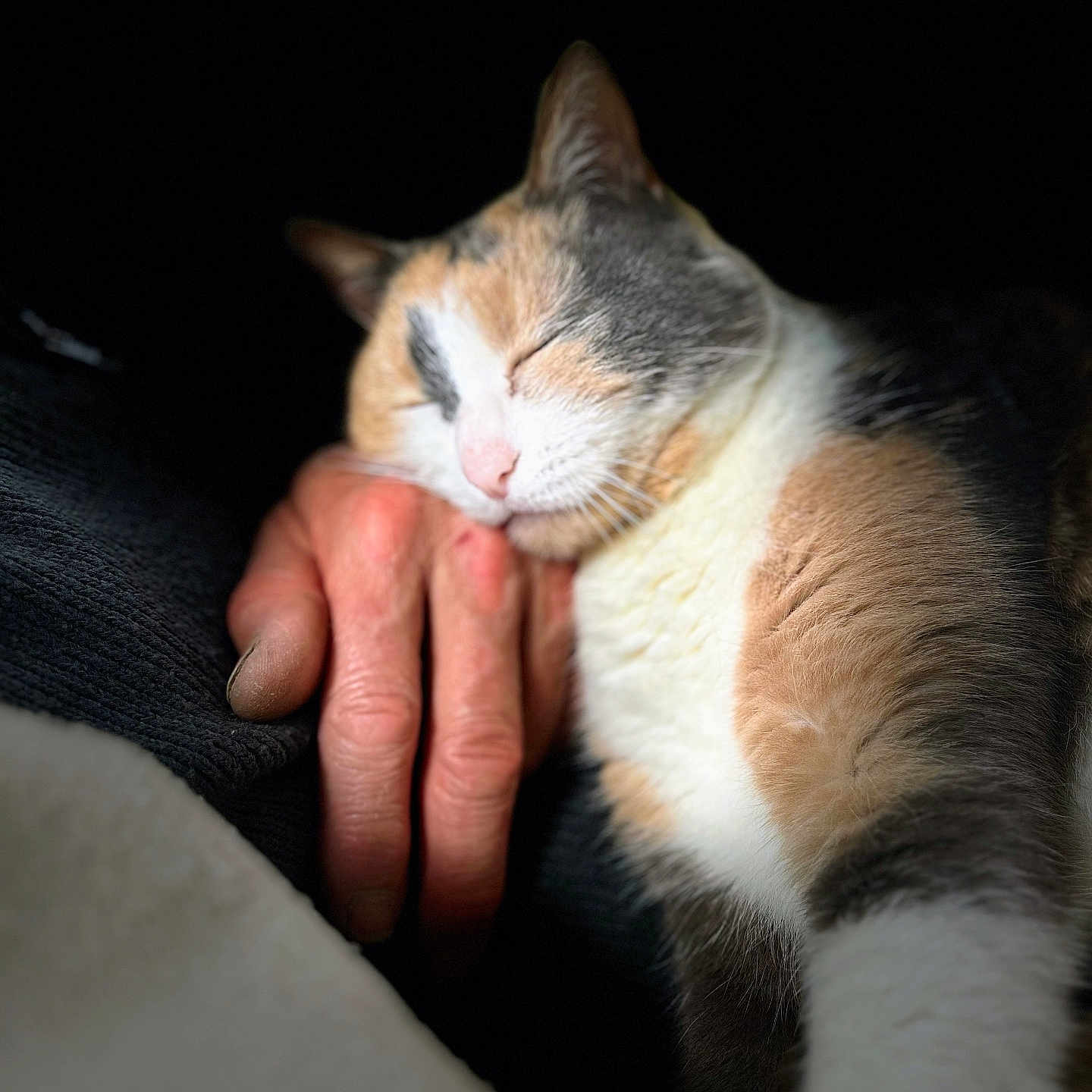 Mila a rejoint le concours — aidez-le/la à gagner de superbes lots ! animal, calico_cat, cat, closeup, companion, cozy, cute, fur, hand, human_hand, indoor, peaceful, pet, relaxation, resting, shadow, sleeping, snuggle, soft_texture, warm_light