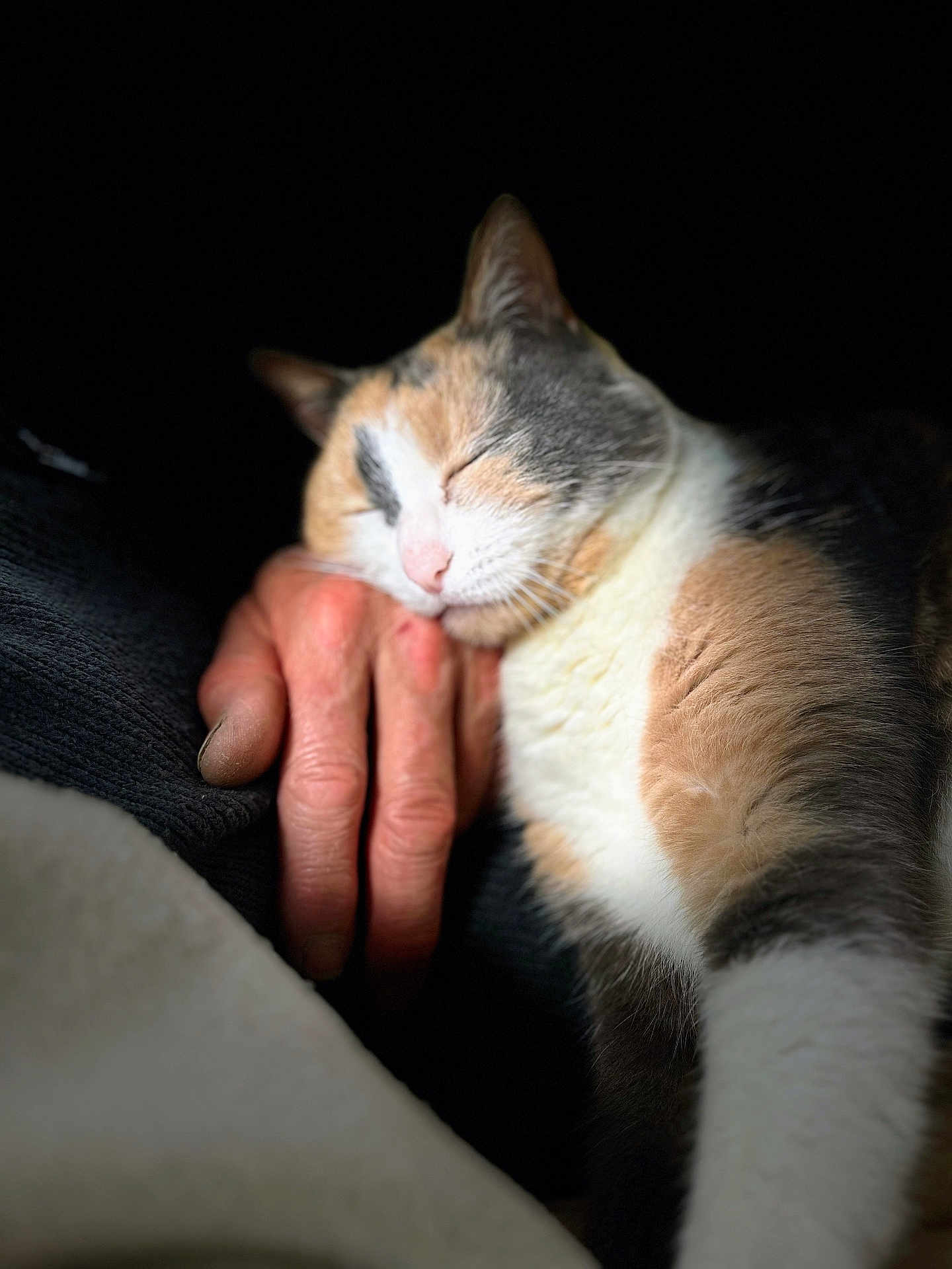 Mila a rejoint le concours — aidez-le/la à gagner de superbes lots ! cat, calico_cat, sleeping, hand, human_hand, fur, pet, animal, closeup, resting, cozy, warm_light, shadow, soft_texture, indoor, companion, relaxation, cute, peaceful, snuggle