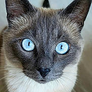 Sylvestre participe au concours pour gagner de l'argent avec cette photo : cat, siamese_cat, blue_eyes, close_up, pet, animal, feline, whiskers, cute, curious, indoor, portrait, fur, ears, nose, looking_up, domestic_animal, mammal, focus, soft_background