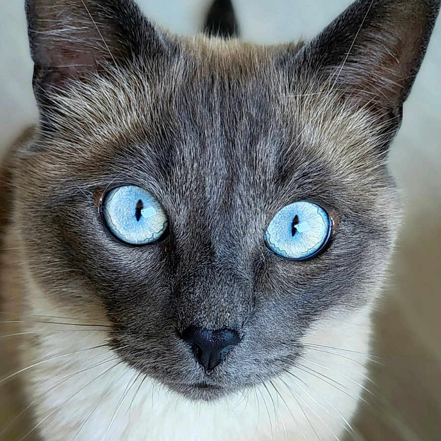 Sylvestre participe au concours pour gagner de l'argent avec cette photo : animal, blue_eyes, cat, close_up, curious, cute, domestic_animal, ears, feline, focus, fur, indoor, looking_up, mammal, nose, pet, portrait, siamese_cat, soft_background, whiskers