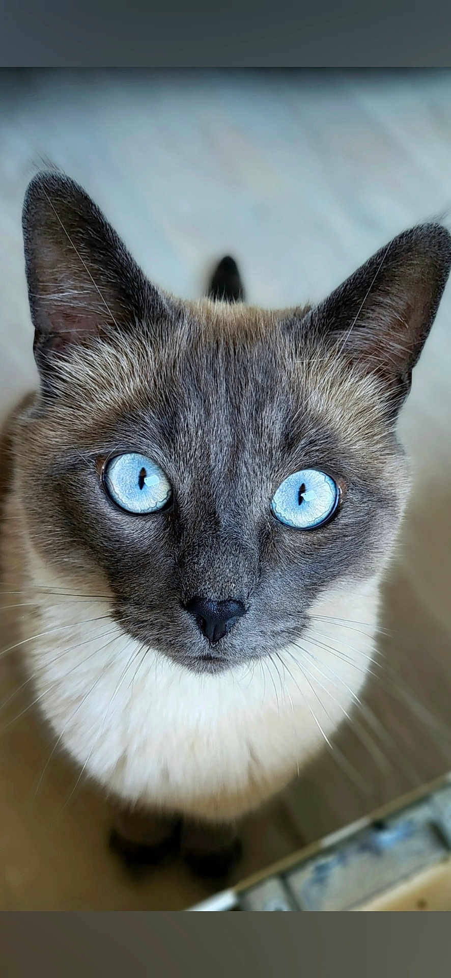 Sylvestre participe au concours pour gagner de l'argent avec cette photo : cat, siamese_cat, blue_eyes, close_up, pet, animal, feline, whiskers, cute, curious, indoor, portrait, fur, ears, nose, looking_up, domestic_animal, mammal, focus, soft_background
