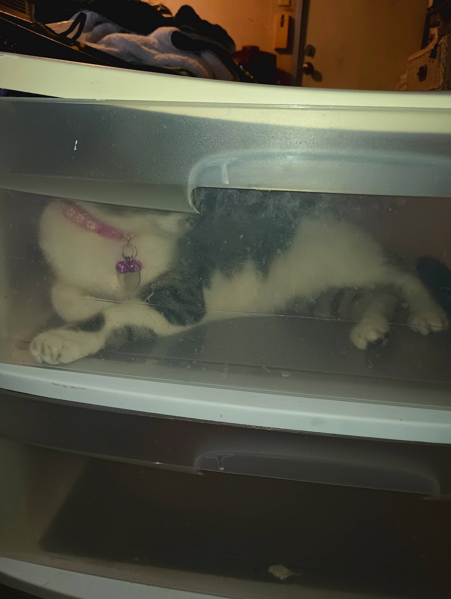 Willow is registered to the contest to win money with this photo: automotive_exterior, automotive_window_part, cat, comfort_food, electronic_device, felidae, fur, gas, glass, kitchen_appliance, machine, major_appliance, rectangle, room, small_to_medium_sized_cats, tail, vehicle_door, whiskers, windshield