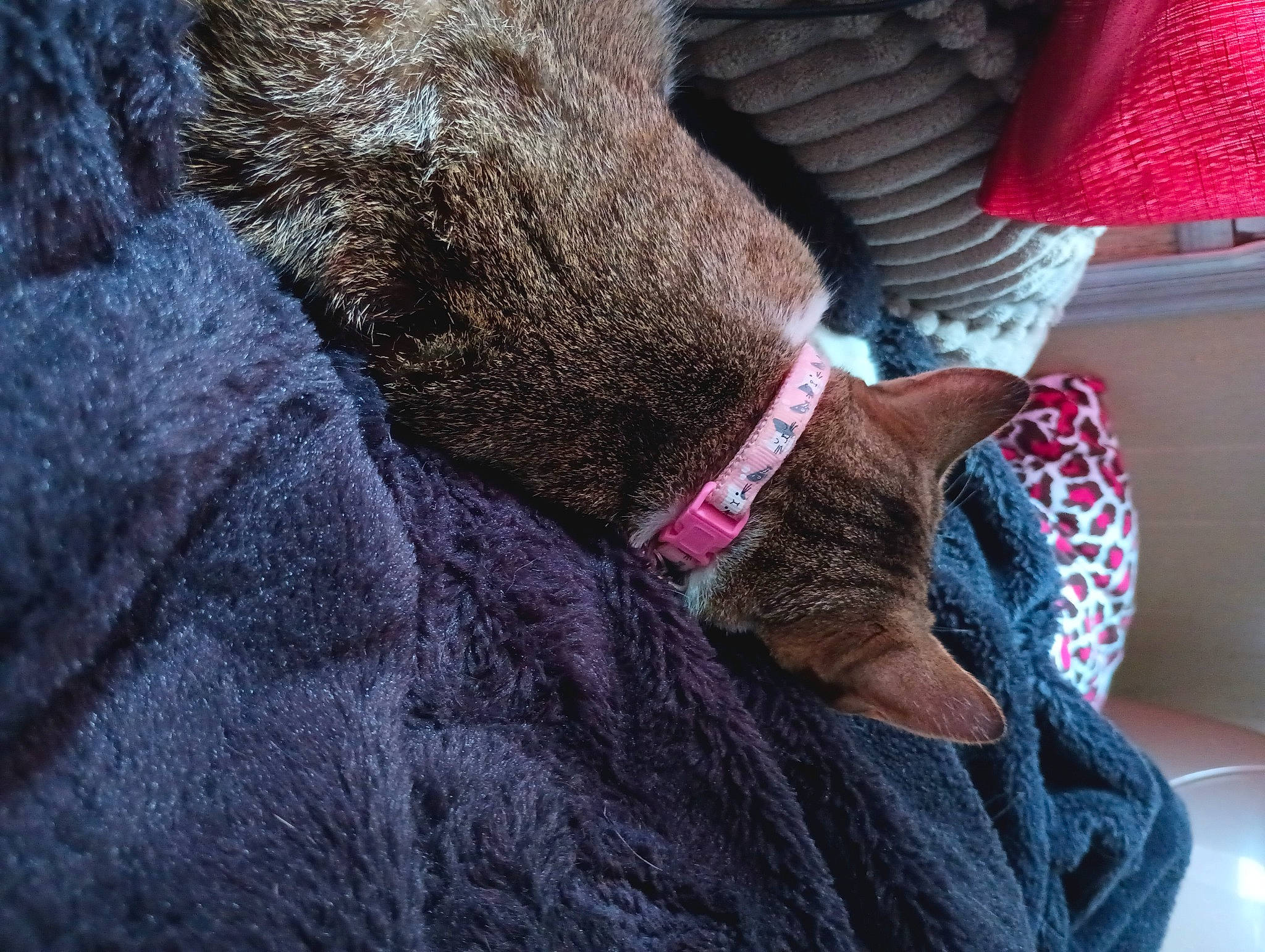 Willow is registered to the contest to win money with this photo: carnivore, cat, comfort, dog_breed, electric_blue, fawn, felidae, foot, grey, human_leg, knee, lap, leg, magenta, small_to_medium_sized_cats, tail, textile, thigh, whiskers, wood