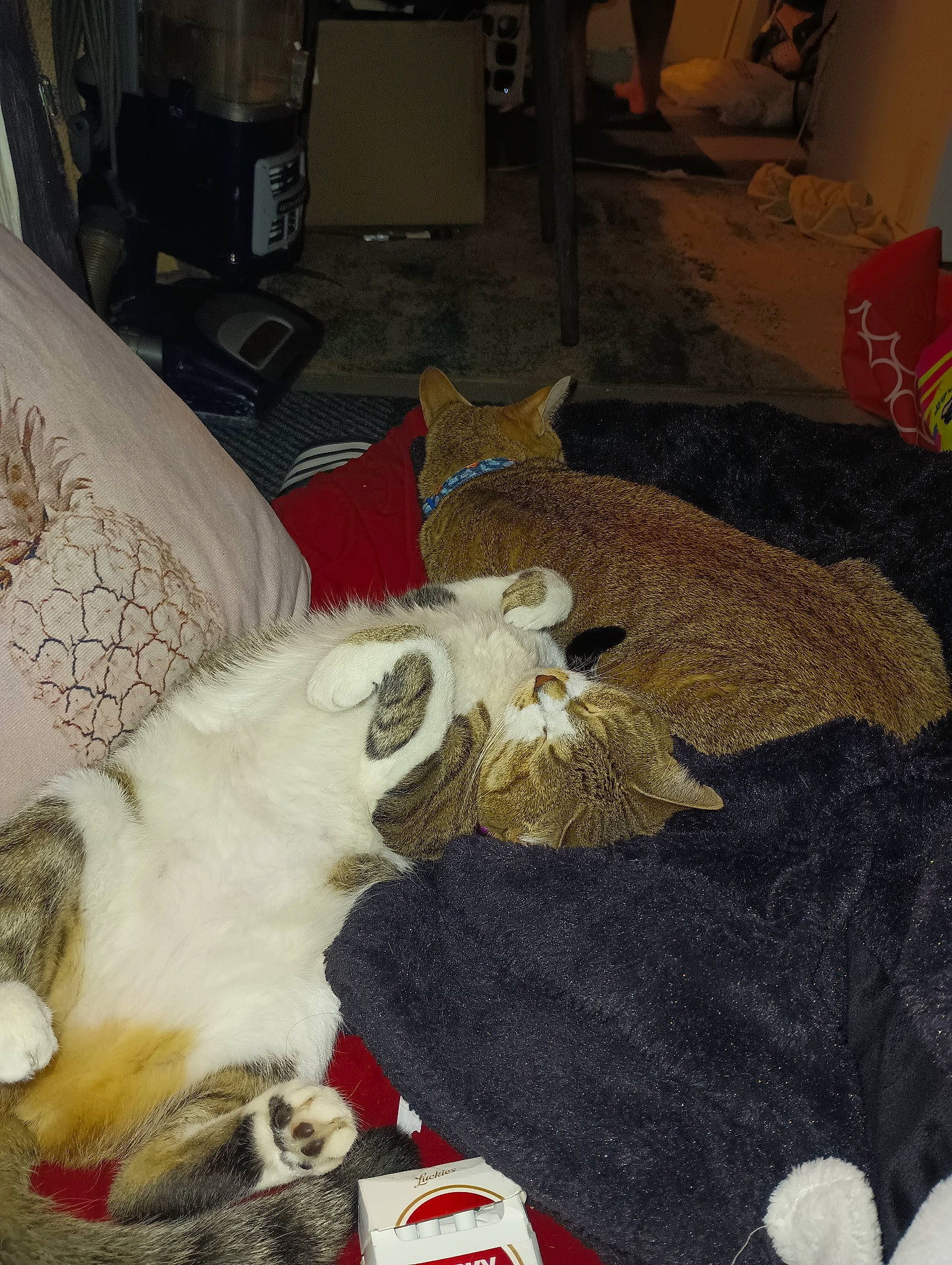 Willow joined the competition — help win amazing prizes! canidae, carnivore, cat, chair, comfort, companion_dog, dog_breed, domestic_short_haired_cat, fang, fawn, felidae, fur, lap, linens, nap, paw, small_to_medium_sized_cats, sporting_group, tail, whiskers