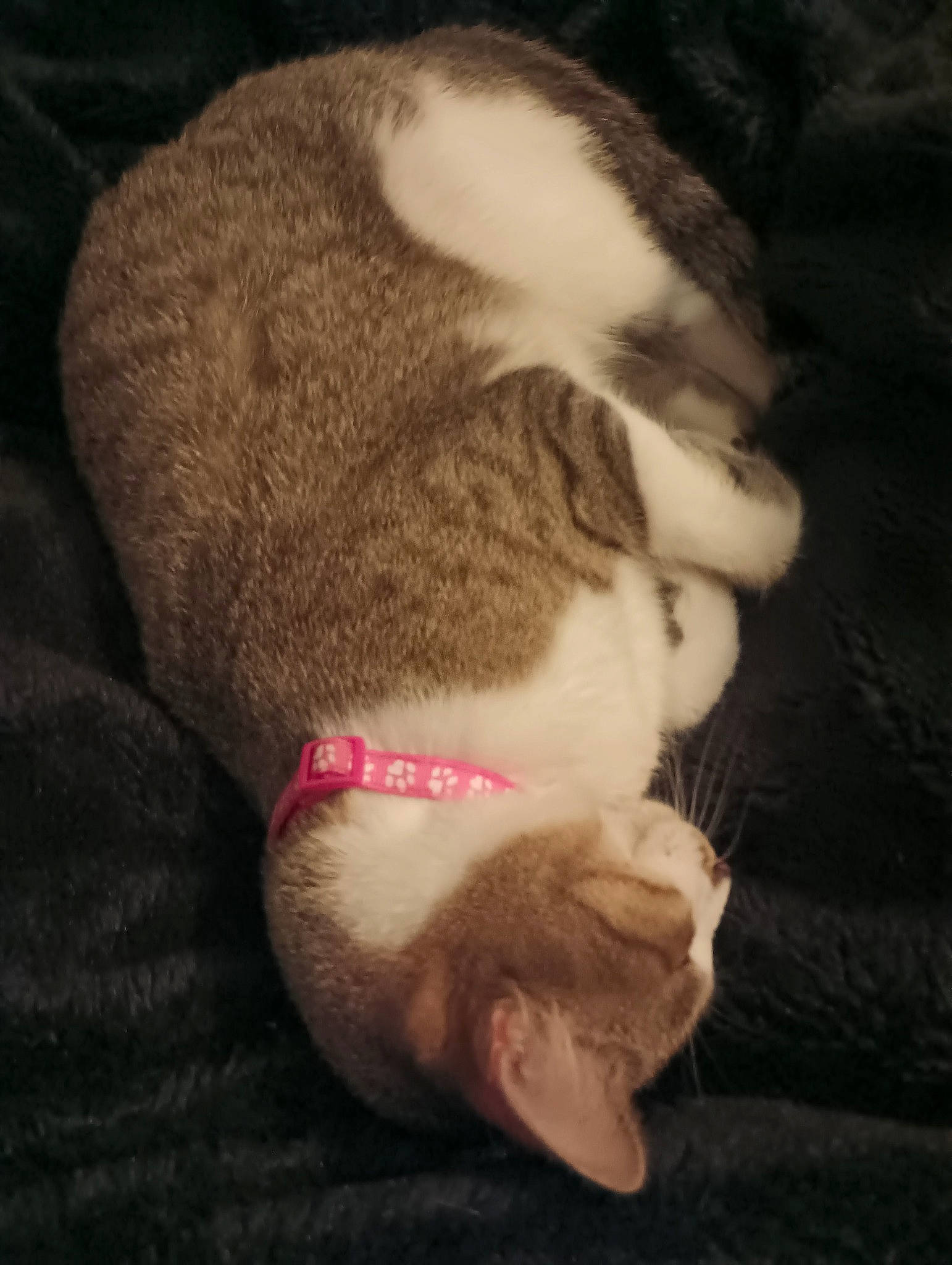 Willow is registered to the contest to win money with this photo: beard, carnivore, cat, claw, cloud, comfort, dog_breed, domestic_short_haired_cat, ear, felidae, fur, nap, nose, paw, sleep, small_to_medium_sized_cats, snout, tail, whiskers