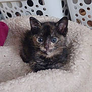 Maple is registered to the contest to win money with this photo: kitten, cat, tortoiseshell, pet, animal, bed, cozy, fur, cute, small, indoor, resting, looking, eyes, ears, fluffy, household, laundry_basket, background, adorable