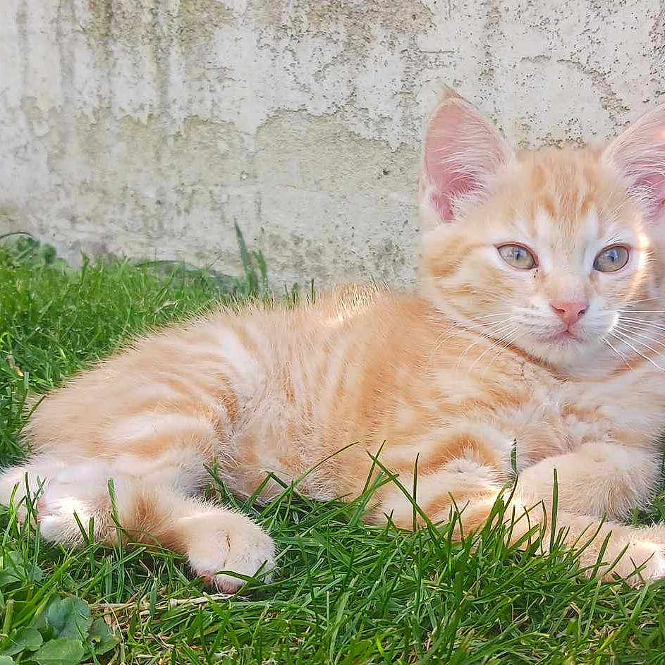 Rubis participe au concours pour gagner de l'argent avec cette photo : abyssinian, animal, architecture, backyard, building, cat, daisy, field, flower, grass, grassland, kitten, lawn, manx, nature, outdoors, pet, plant, wall, yard