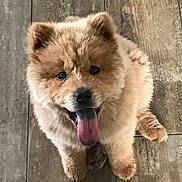 Chowco a rejoint le concours — aidez-le/la à gagner de superbes lots ! adorable, animal, canine, close_up, companion, cute, dog, fluffy, friendly, fur, happy, indoor, looking_up, pet, puppy, sitting, smiling, tongue_out, wooden_floor, young