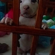 Bella Donna joined the competition — help win amazing prizes! puppy, dog, wooden_bars, pet, animal, indoor, curious, white, black, paws, blanket, cute, young, cage, looking, furniture, soft, home, floor, playful
