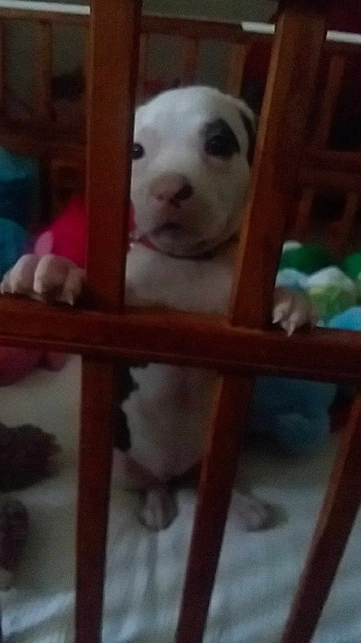 Bella Donna joined the competition — help win amazing prizes! puppy, dog, wooden_bars, pet, animal, indoor, curious, white, black, paws, blanket, cute, young, cage, looking, furniture, soft, home, floor, playful