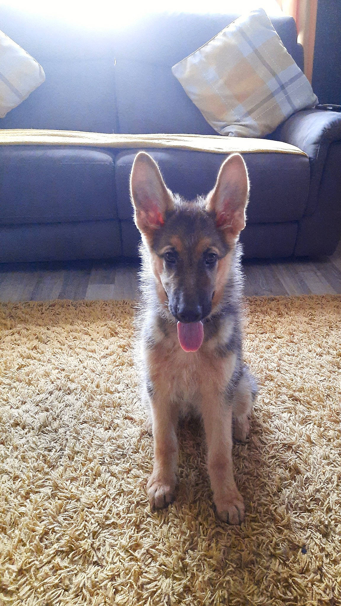 Sasha joined the competition — help win amazing prizes! canidae, carnivore, companion_dog, couch, dog, dog_breed, dog_supply, electric_blue, foot, fur, light, paw, sleeper_chair, snout, sporting_group, terrestrial_animal, texas_heeler, whiskers, wing, working_dog