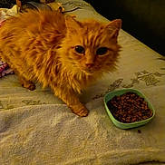 Baby is registered to the contest to win money with this photo: animal, bed, cat, cozy, curious, domestic, eyes, feline, fluffy, food_bowl, fur, indoor, kibble, orange_cat, paws, pet, quiet, resting_place, towel, whiskers