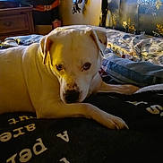 Tater is registered to the contest to win money with this photo: dog, bed, blanket, indoor, curtains, wooden_furniture, keys, white_dog, patterned_blanket, resting, pet, cozy, animal, domestic, curious, fleece_blanket, living_room, soft_lighting, closeup, relaxed